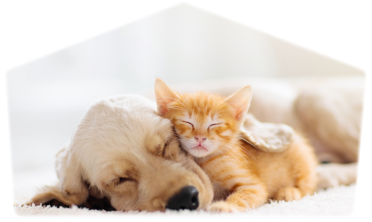 犬と子猫が寝ている画像