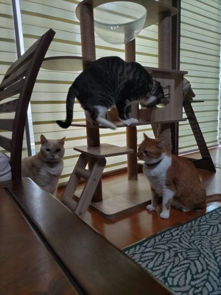 写真:3匹の猫