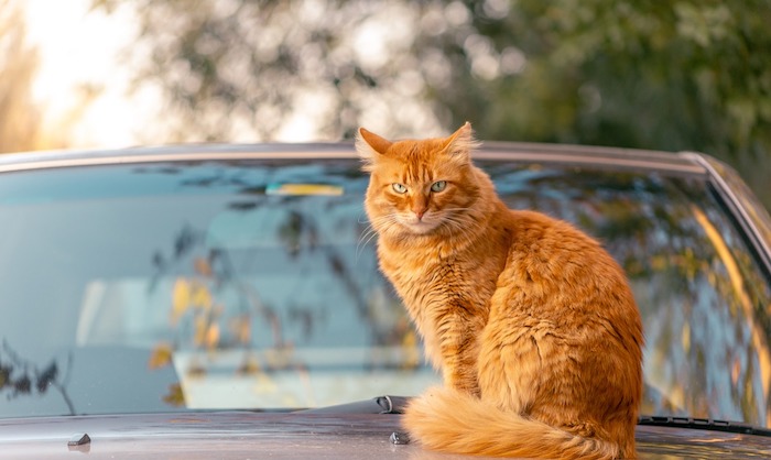 猫の引っ越し、移動や新居でのストレスは大丈夫？最適な移動方法や 