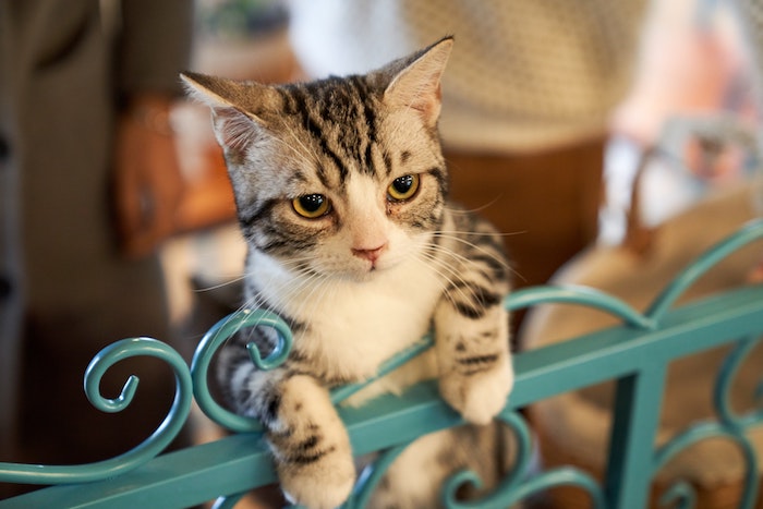 猫は引っ越しに弱い ご飯食べない トイレしない 夜に泣く時の対処法は 横浜川崎ペットシッターsnow 横浜川崎のペットシッターsnow