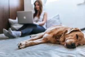 ペットシッターの利用時はWebカメラの設置をおすすめ!ペットシッターが教えるWebカメラ