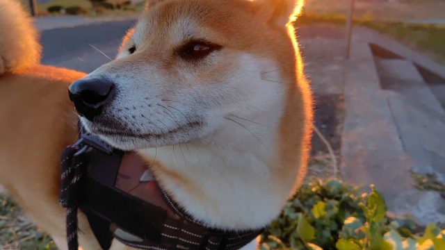 ワンちゃん大好き！ふくまる君と元気にお散歩