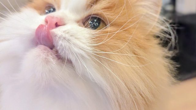 ふわふわ長毛猫のオリバー君、今年初めてのお留守番