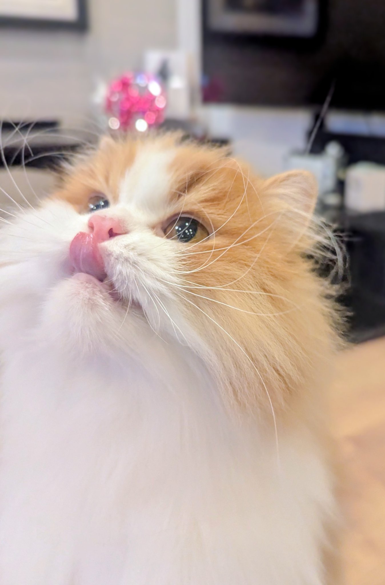 ふわふわ長毛猫のオリバー君、今年初めてのお留守番