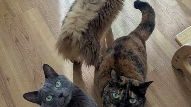 セーラちゃん・ステラちゃん・クレアちゃん、3匹仲良くお留守番