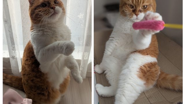 日差しの差し込むおうちで、みー子ちゃんの2日間