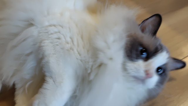 かわいくてイケメン王子様のもみじ君とたくさん遊びました