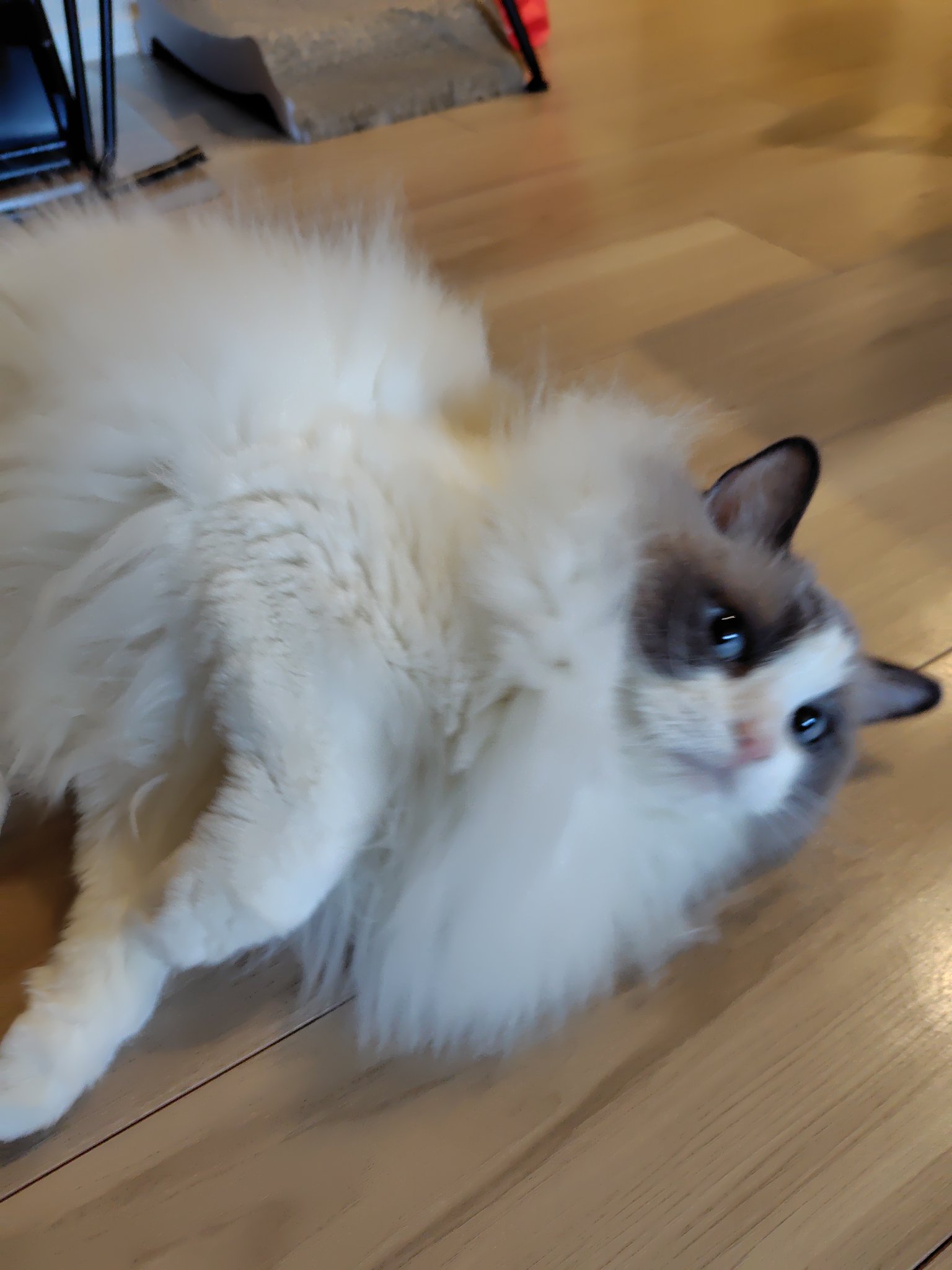 かわいくてイケメン王子様のもみじ君とたくさん遊びました