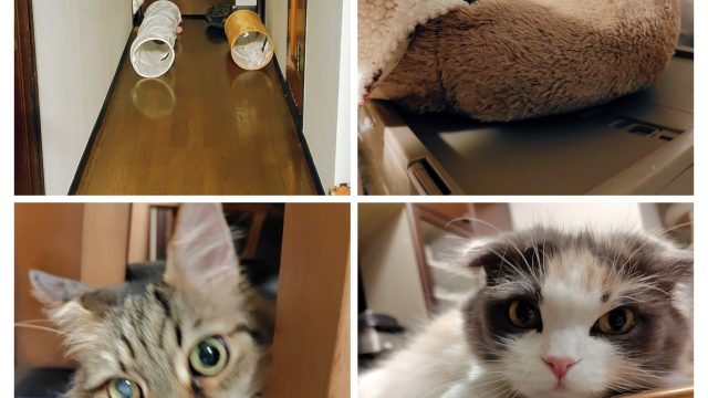 にゃんたうるす君・マフィンちゃん・うちゅうちゃん・あまおう君の4猫ちゃん