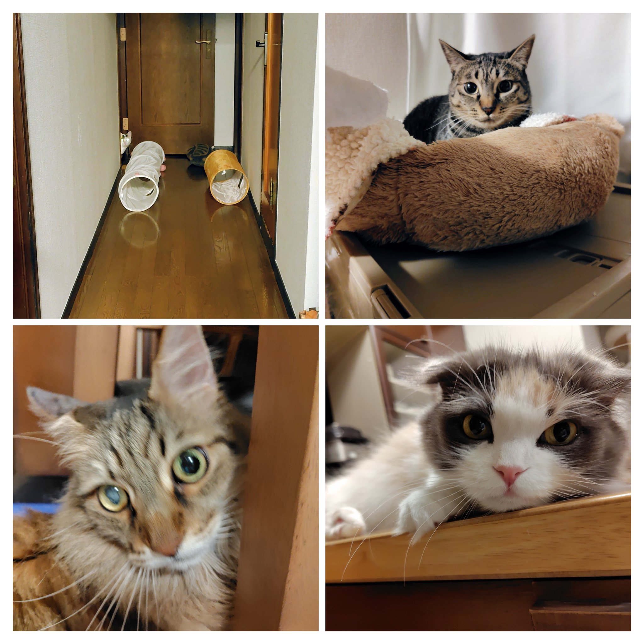 にゃんたうるす君・マフィンちゃん・うちゅうちゃん・あまおう君の4猫ちゃん
