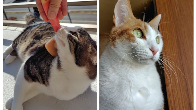 穏やか兄弟のミイタ君とチイタ君、いつも癒されます