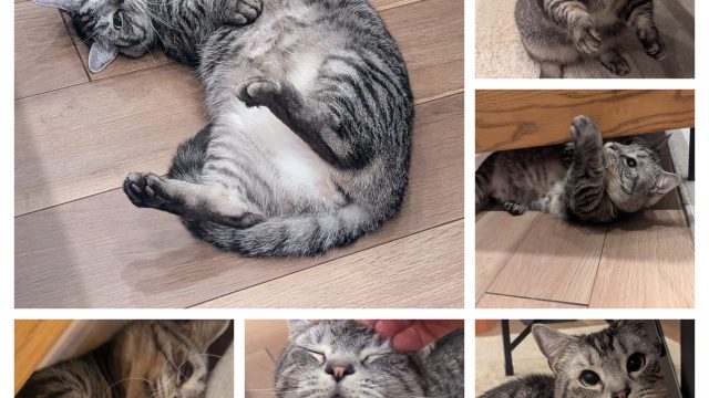 1年半ぶりのわんぱく坊や、トット君