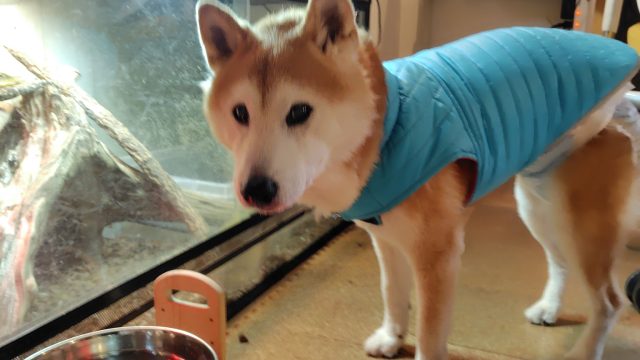 お散歩も食欲も元気いっぱい、富士君