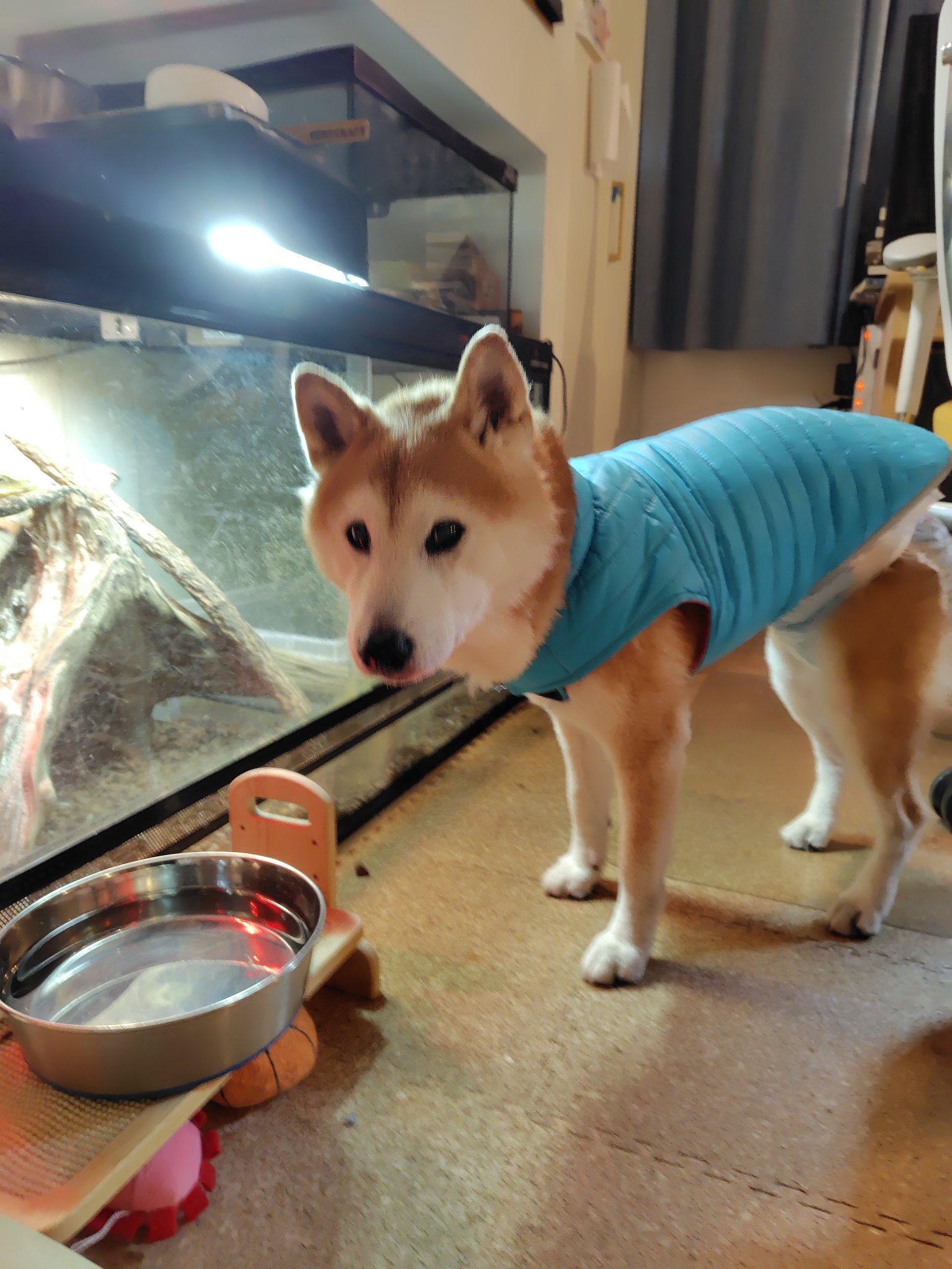 お散歩も食欲も元気いっぱい、富士君